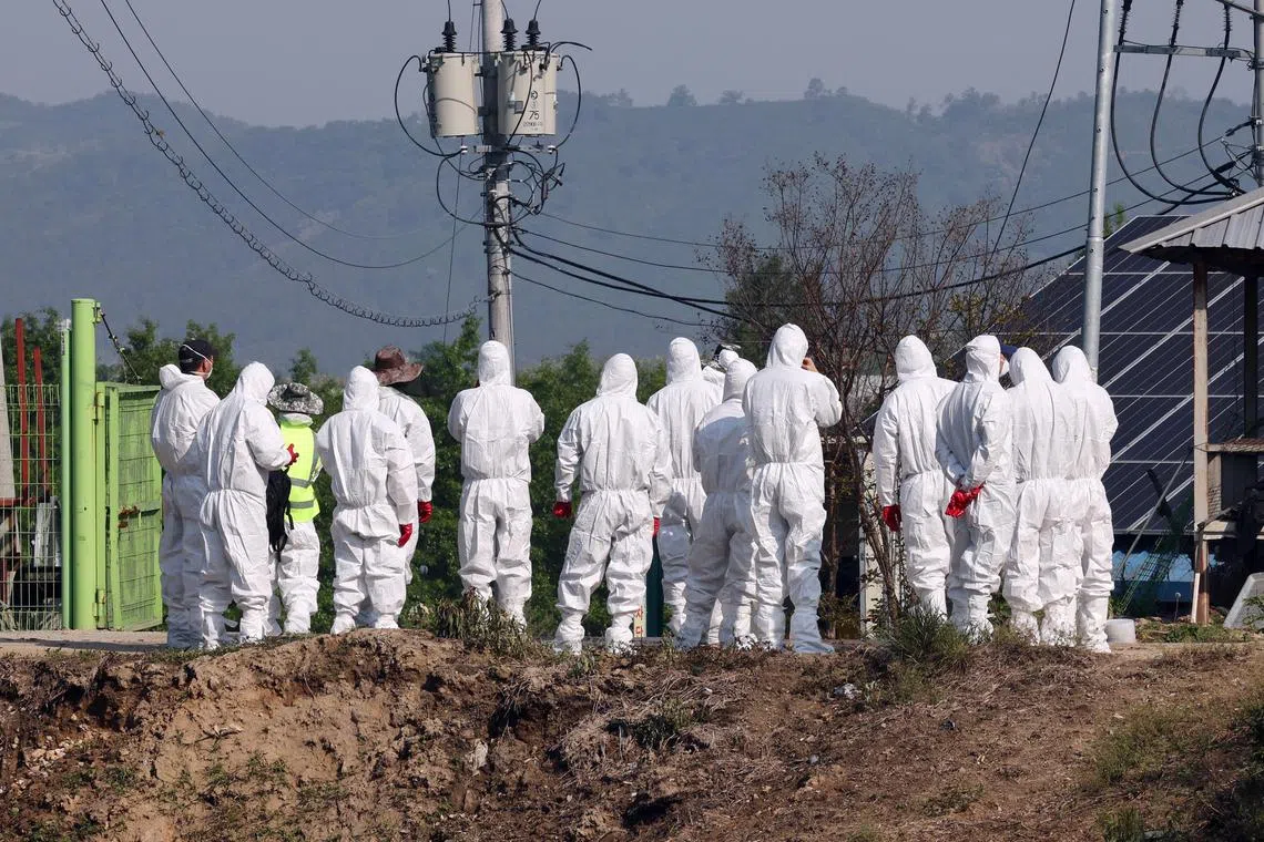epa10620107 Quarantine officials in protective suits enter a beef cattle farm to cull cattle after outbreaks of foot-and-mouth disease (FMD) cases were confirmed there and at two other beef cattle farms in the region, in Cheongju, North Chungcheong Province, South Korea, 11 May 2023. They were the first confirmed FMD cases in the country in more than four years.  EPA-EFE/YONHAP SOUTH KOREA OUT