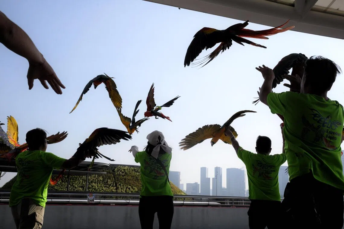 Freedom Flyer, a local parrot enthusiast group, releasing their macaws for a free-flying demonstration.