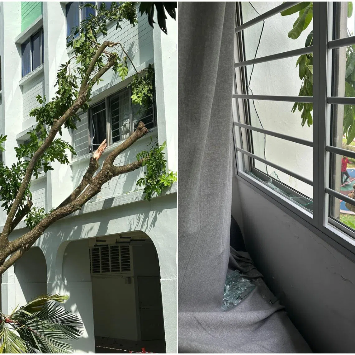 On July 31, workers from Golden Landscaping were pruning a tree next to Block 259, Yishun Street 22 when the incident happened.