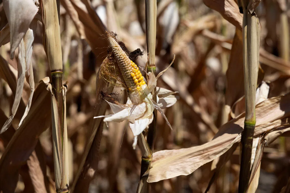 Corn cobs that failed to ripen and dried out during the heatwave in Hoersching, Austria, August 9, 2026. REUTERS/Lisa Leutner