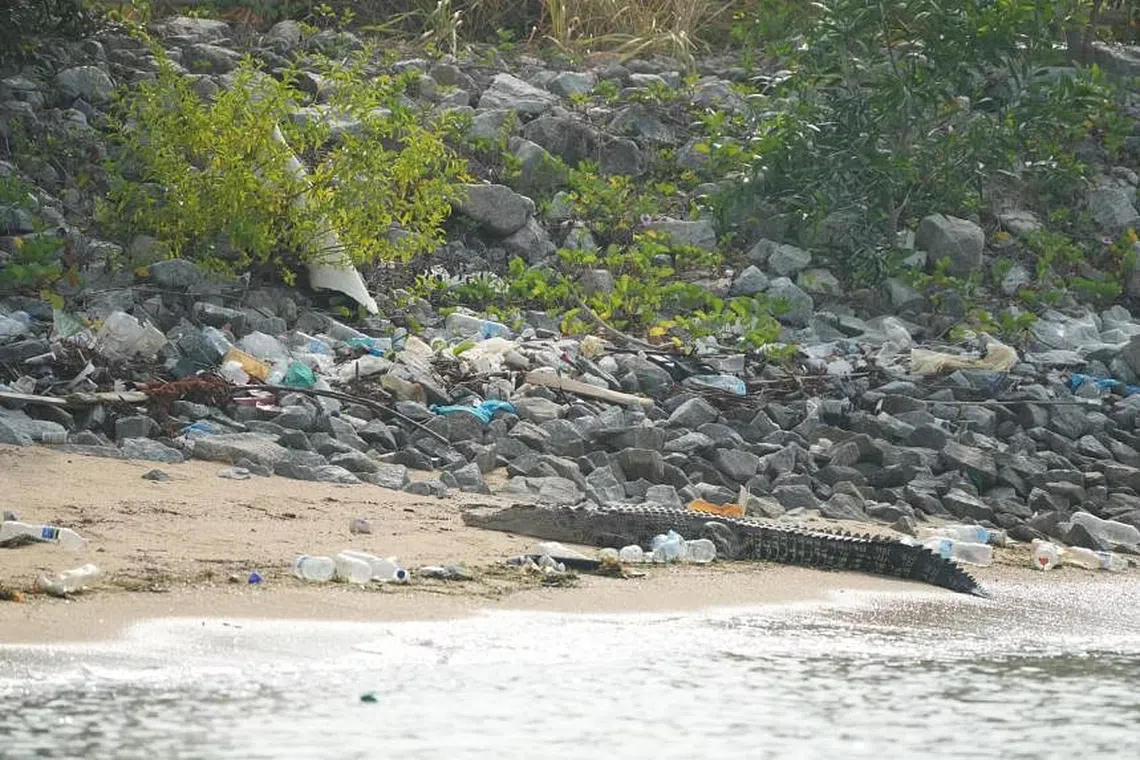On Oct 10 a saltwater crocodile nearly three metres long did what crocodiles typically do – it swam ashore to bask.
