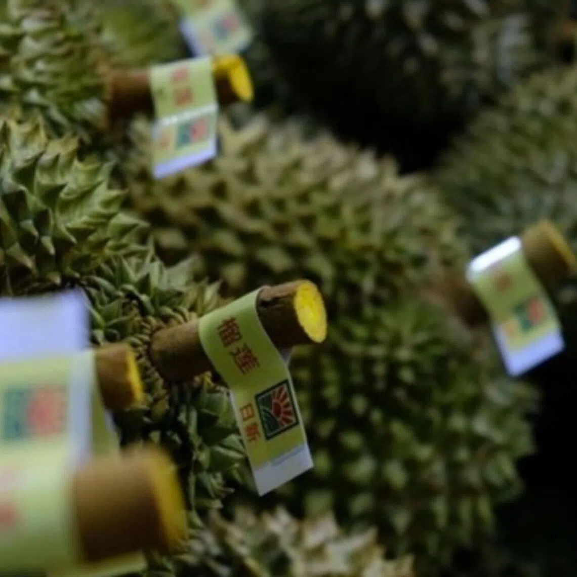 The durian is the largest contributor to Vietnam's total agricultural export value.