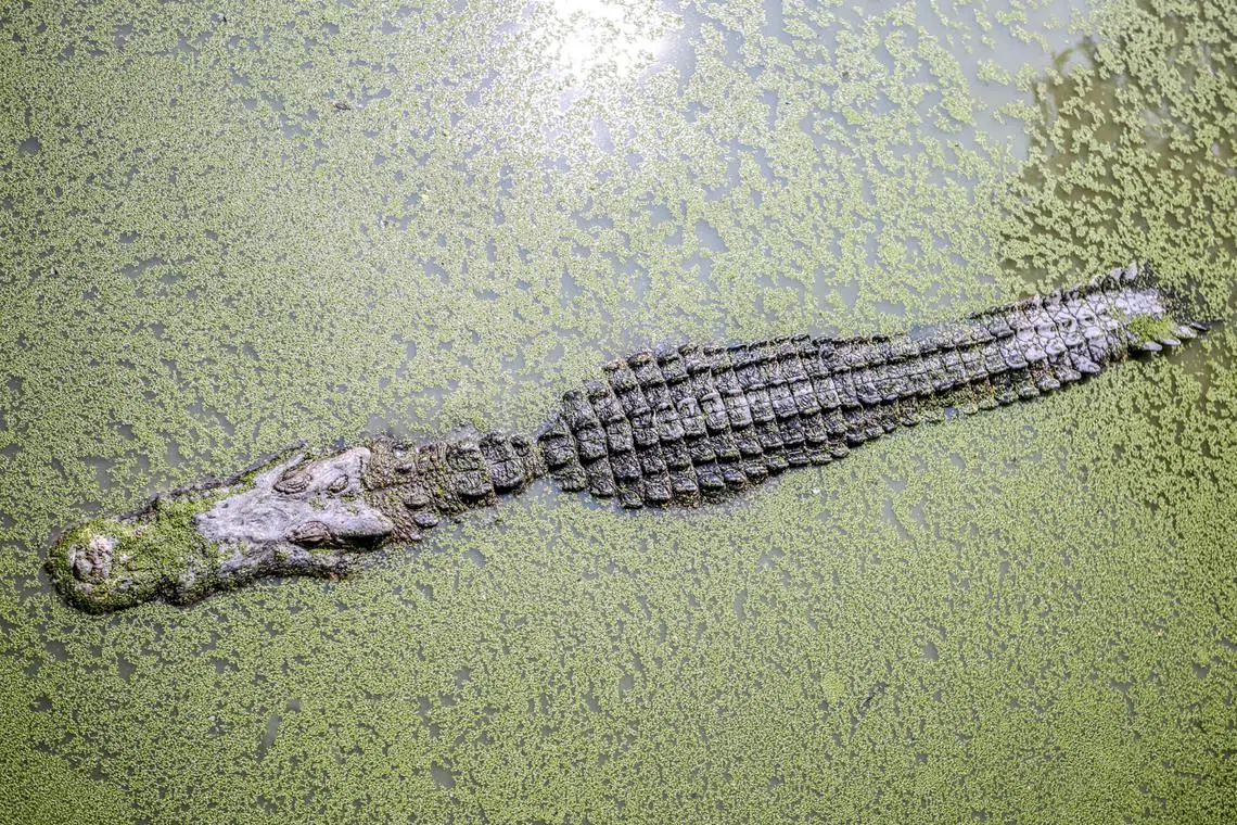 A female crocodile in a Costa Rican zoo laid a clutch of eggs in January 2018 after having lived alone for 16 years.