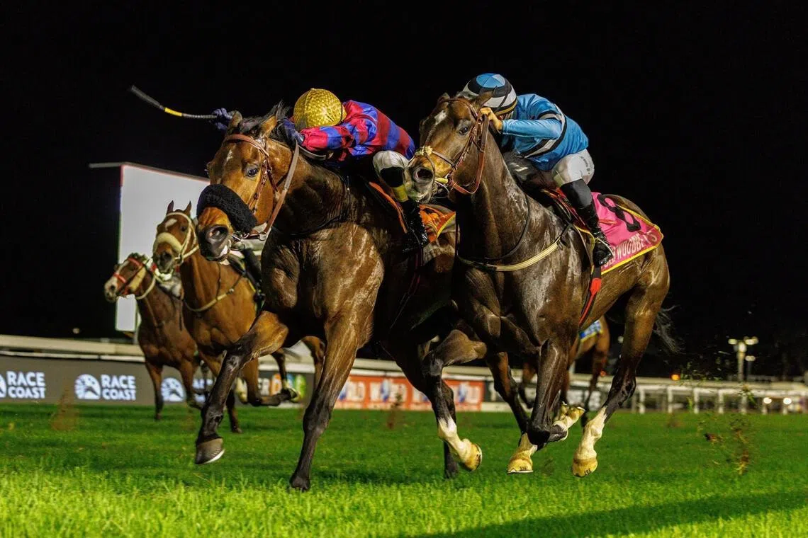 Gladatorian (Sean Veale, yellow cap) narrowly beating Cats Pajamas (Dezahn Louw) to bring up the last of his 11 wins in a Conditions Plate (1,200m) at Greyville on Nov 8, 2025.

