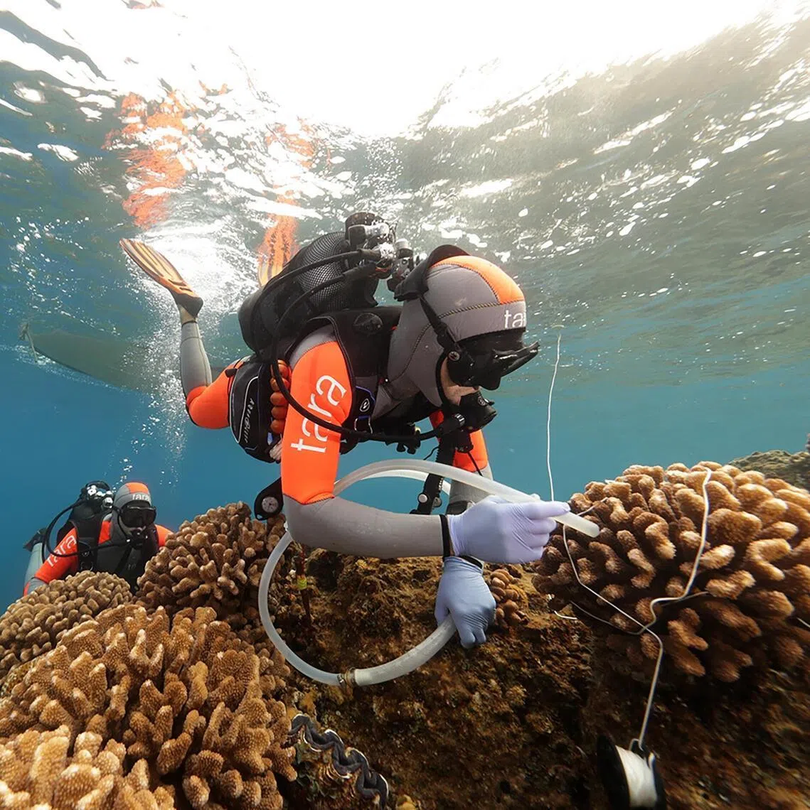 Researchers collected coral samples from 99 reefs across the Pacific Ocean.