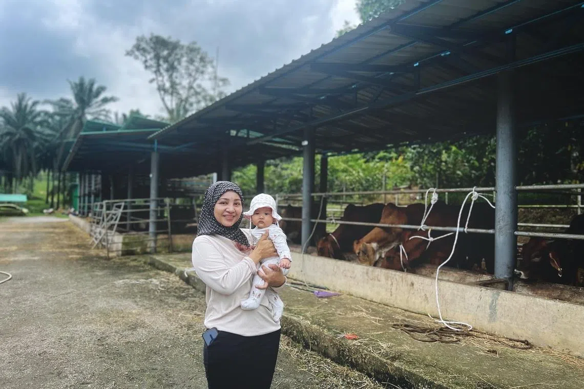 Madam Imelda Nasreen Mispan, 42, who runs a small-scale cattle farm in Jalan Seelong, Senai, Johor, says demand from Singaporeans has been increasing since she started out four years ago.