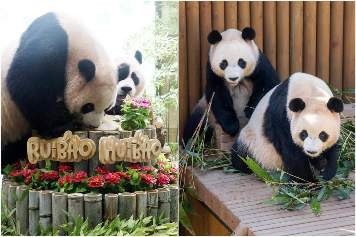 The zookeepers prepared a large birthday cake made of bamboo for the pandas.