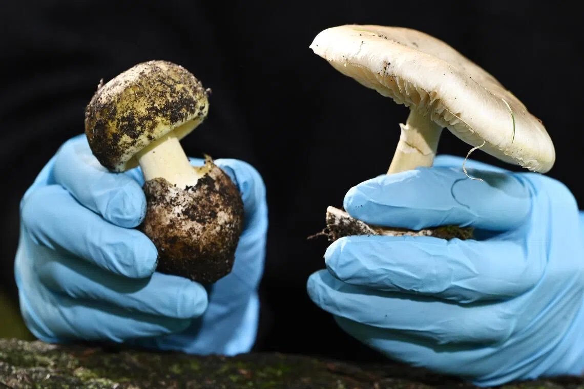 California discourages wild mushroom foraging after fatal outbreak