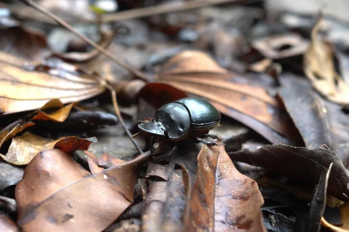 A dung beetle from the group Catharsius, found in the Central Catchment Nature Reserve.