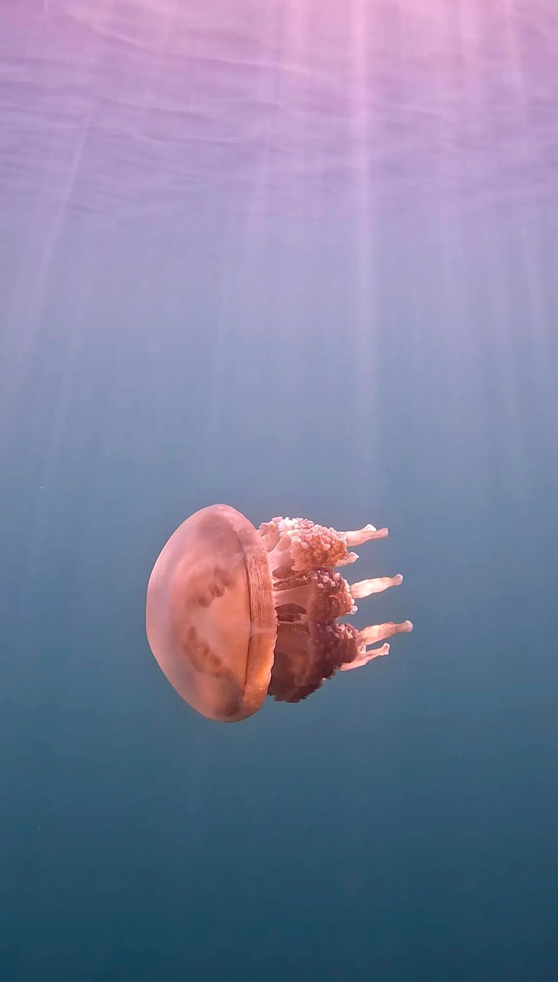 A stingless golden jellyfish at Jellyfish Lake.