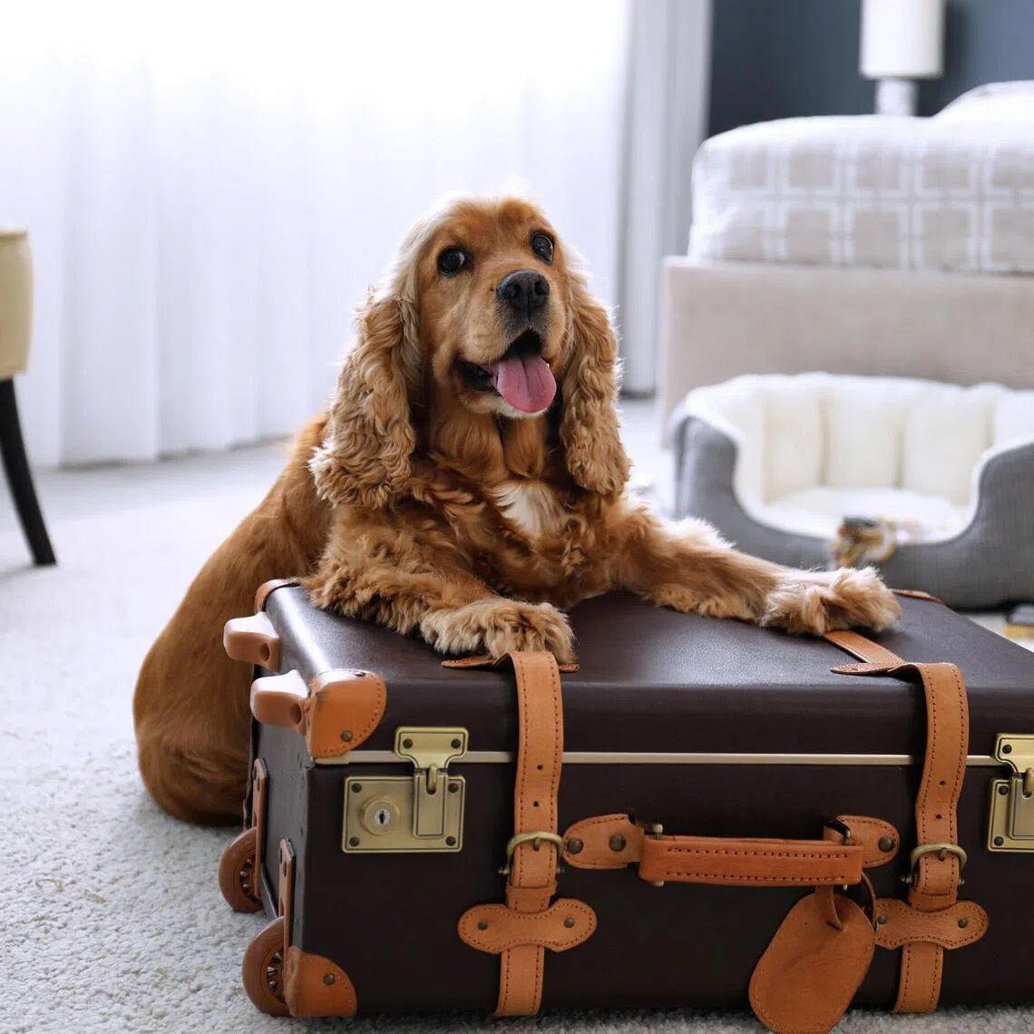More hotels are stepping up to meet the modern family by providing canine-inclusive luxury services.
