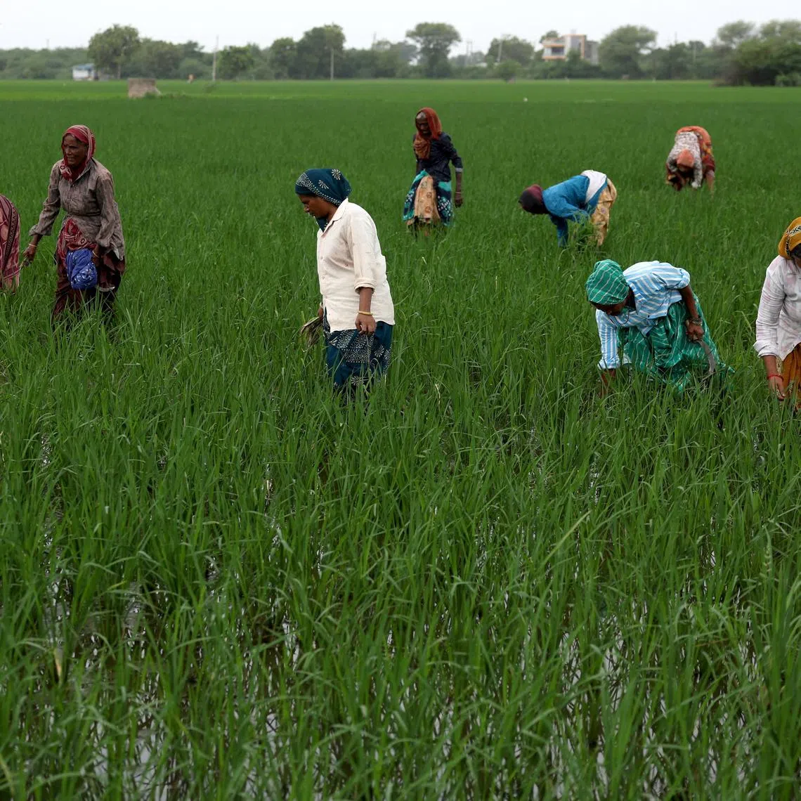 Farmers remove grass from a paddy field on the outskirts of Ahmedabad, India, August 1, 2025. REUTERS/Amit Dave
