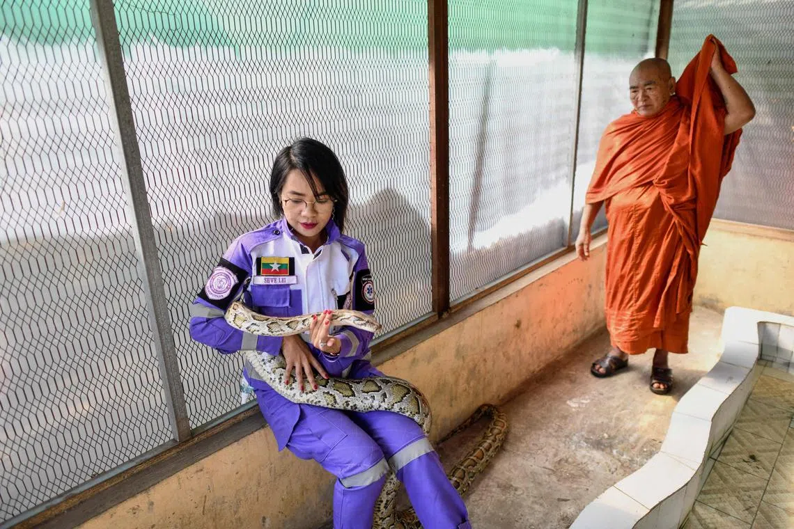 Ms Shwe Lei is part of Myanmar's famed snake removal squad.