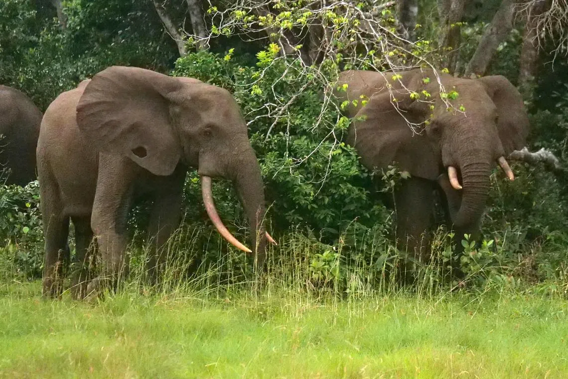 FILE PHOTO: Elephants are seen on the edge of the forest at Pongara National Park, near Libreville, Gabon, October 16, 2021. REUTERS/Christophe Van Der Perre/File Photo