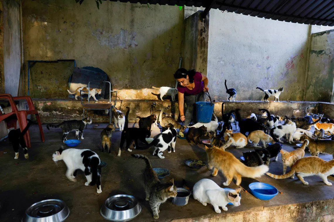 Even Cuba's stray cats are feeling the heat as crisis deepens