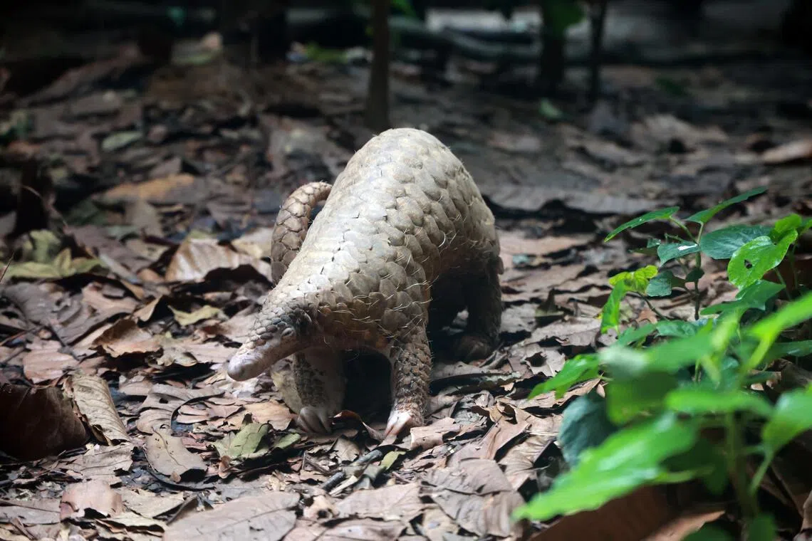 Pangolins face threats from poaching and the illegal wildlife trade, with demand for their body parts and derivatives driving exploitation and threatening the species’ survival in its natural habitat.
