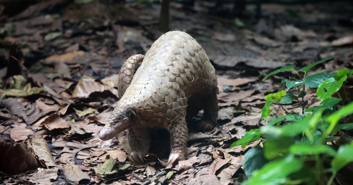 Pangolin scales seized in Negeri Sembilan raid | The Straits Times