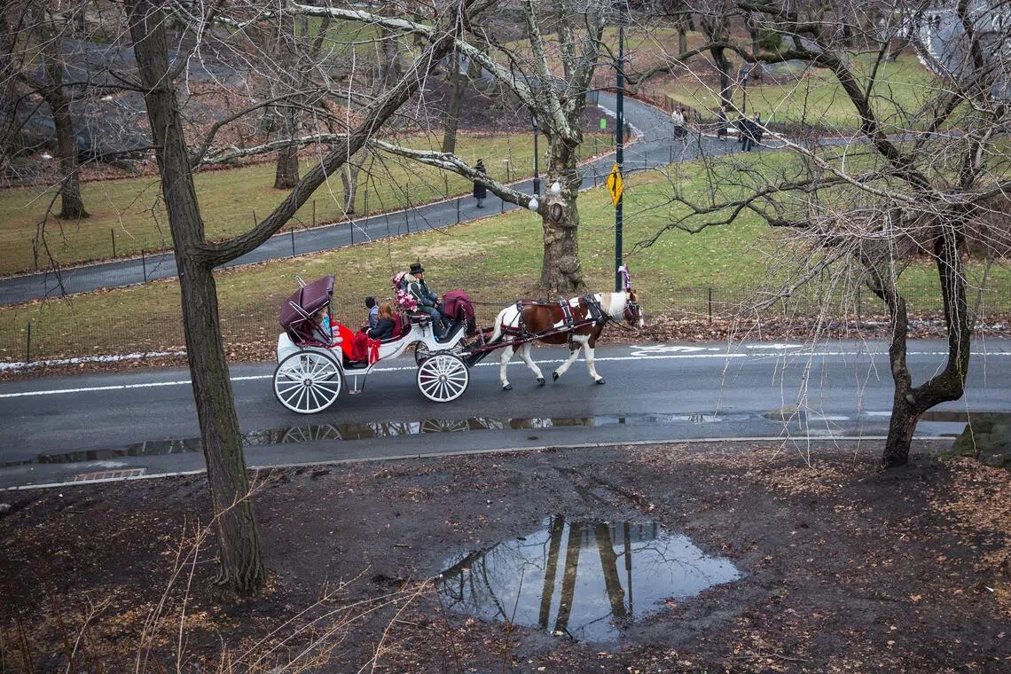 Sixty-eight horse cabs currently operate in Central Park, employing roughly 150 drivers and more than 180 horses.