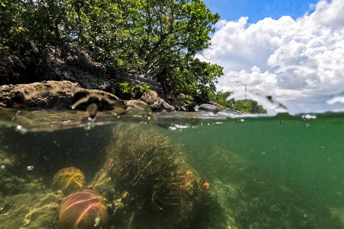 FILE PHOTO: Bleached and thriving corals lie below the Port of Miami, above which is a homeless encampment in Miami, Florida, U.S., July 14, 2023. REUTERS/Maria Alejandra Cardona