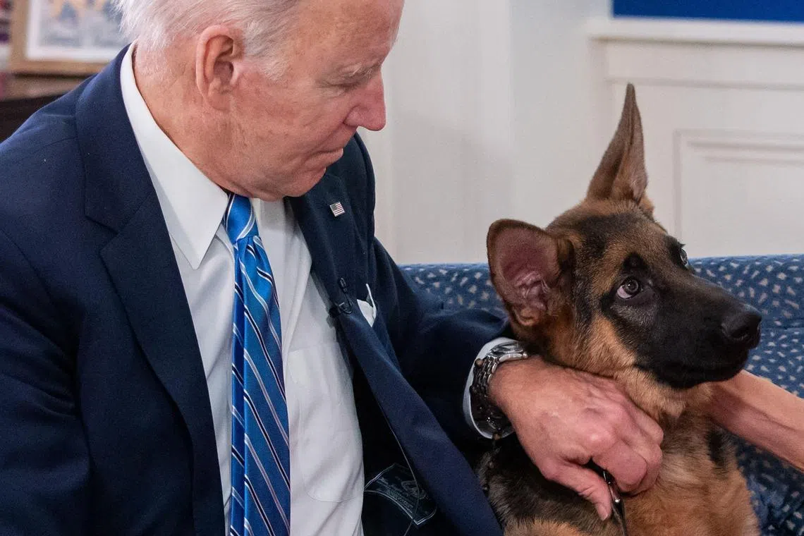 US President Joe Biden’s dog Commander bit a member of the Secret Service at the White House on Monday evening.