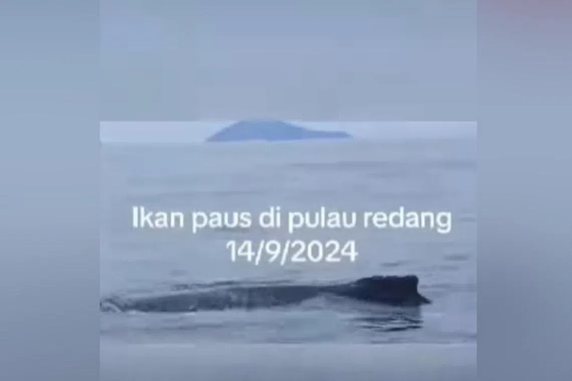 Although humpback whales do not harm humans, any interference can cause a defensive reaction in the animal.