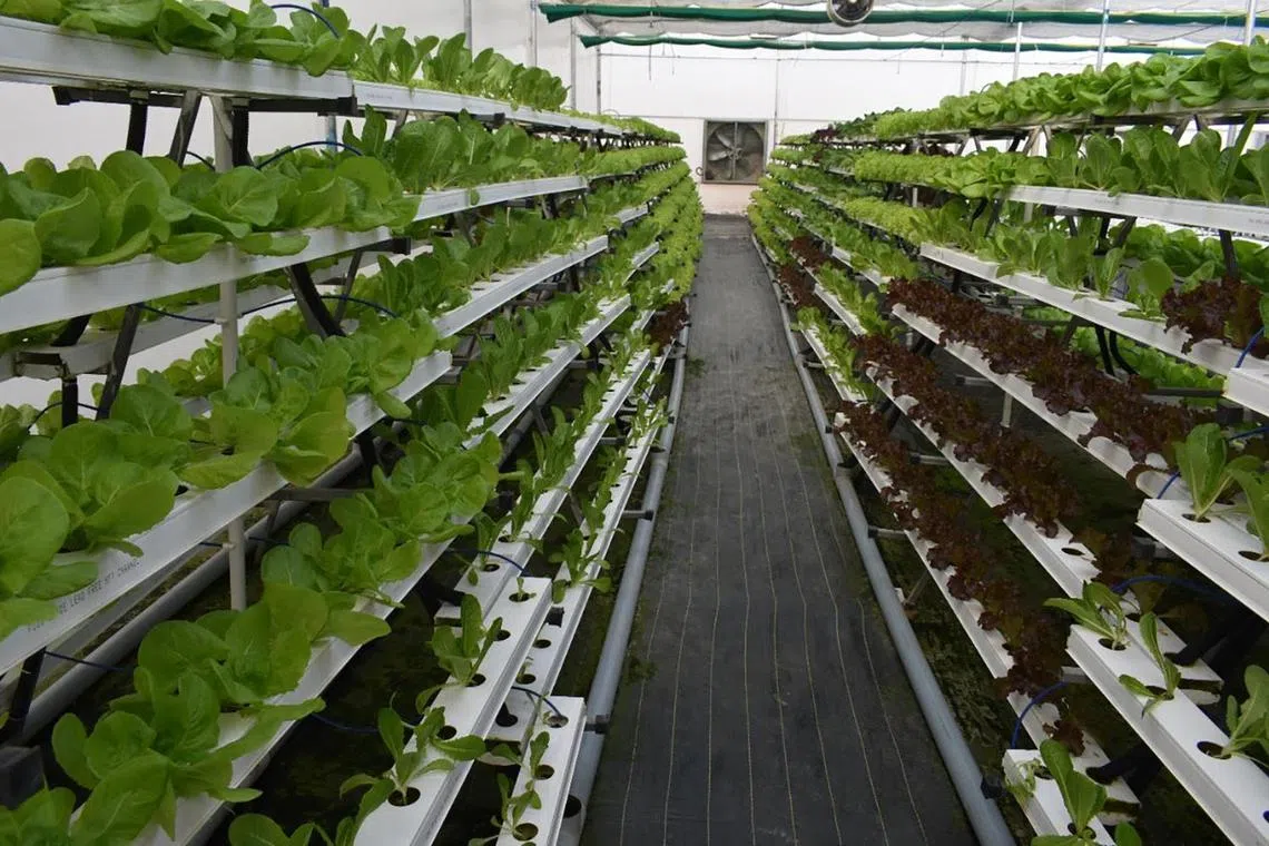 nghydro - Leafy salads and vegetables at a farm of Barton Breeze, a commercial hydroponics farm startup.