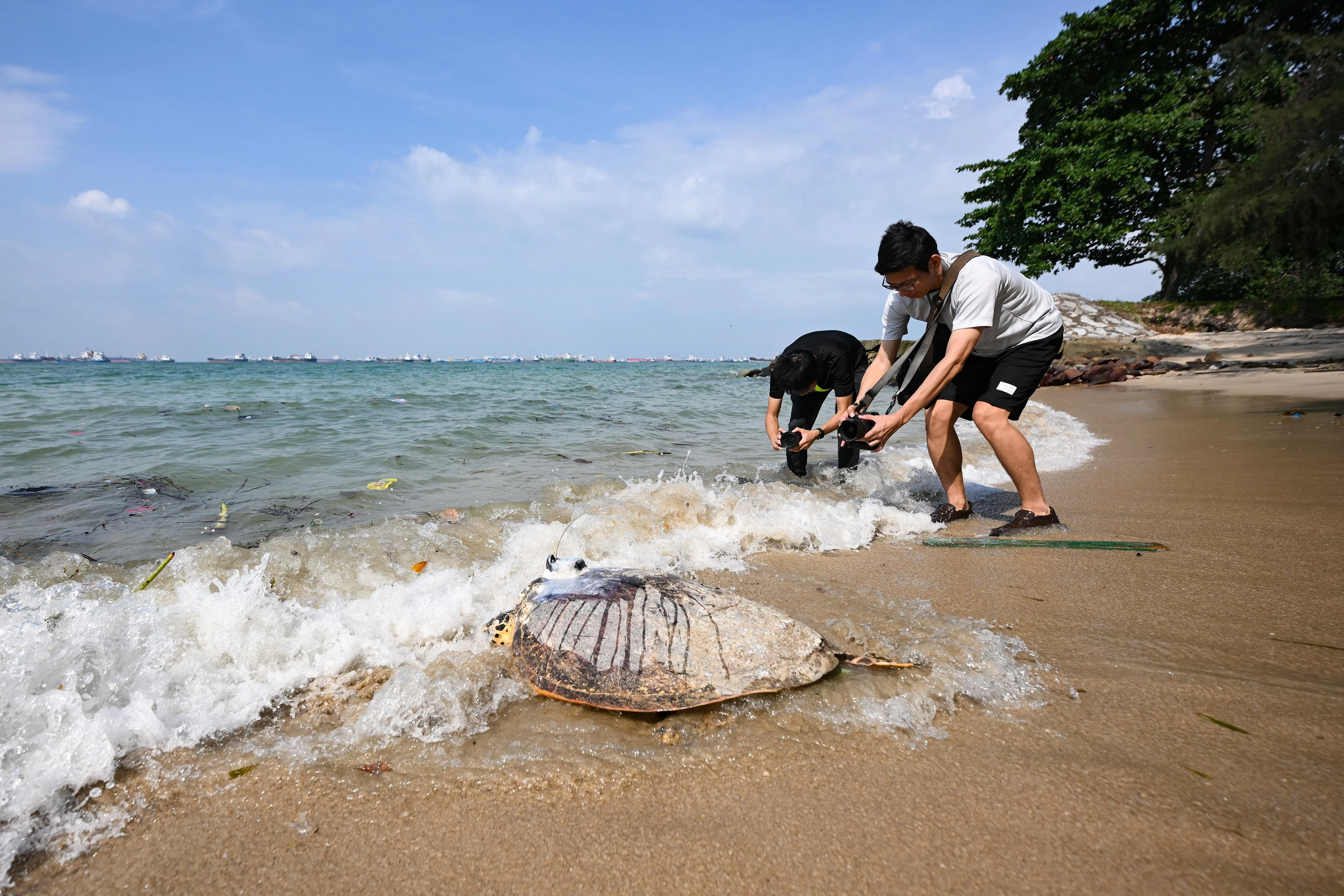 The hawksbill turtle returning to the sea at East Coast Park on July 10.