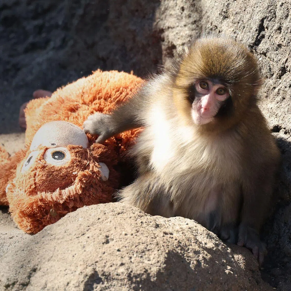 Sunshades and a soil area will be installed at Monkey Mountain in Ichikawa City Zoo, where Punch and the other monkeys are kept. 