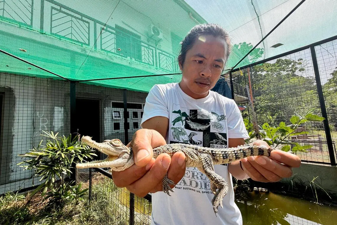 How a northern Philippine town learned to live with the world’s rarest crocodile