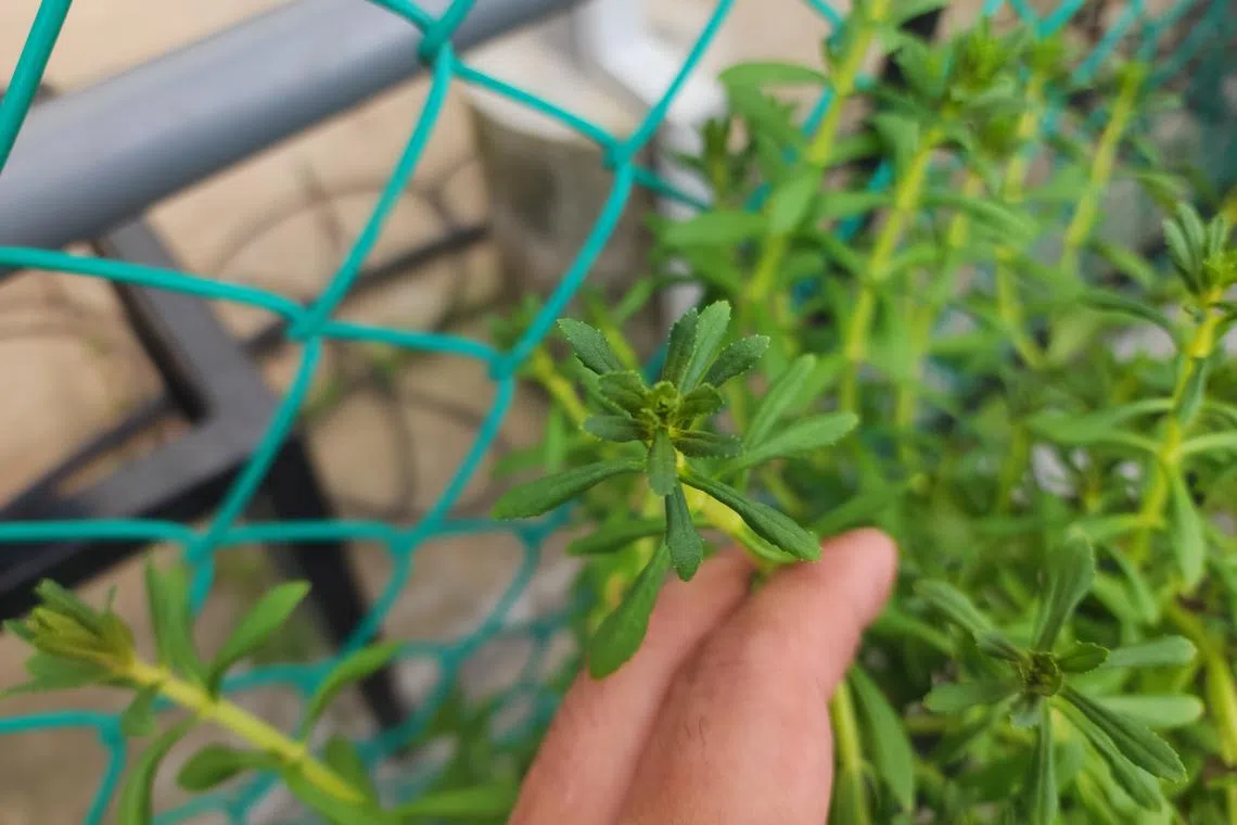 The misshapen leaves of this herb may be a result of mite damage.
