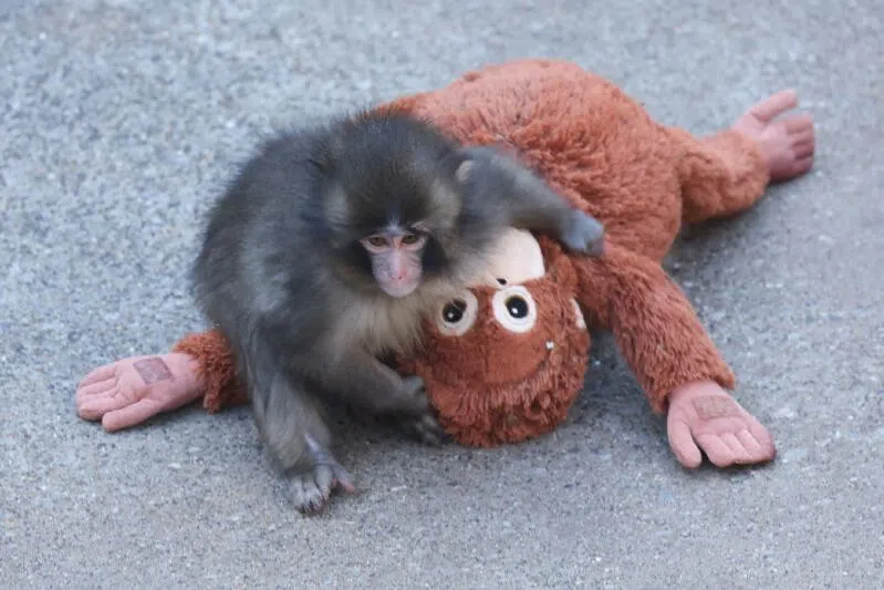 Punch the monkey is not just the internet’s latest animal celebrity – he’s a reminder of how crucial  emotional nourishment is to a child's well-being, says the writer..