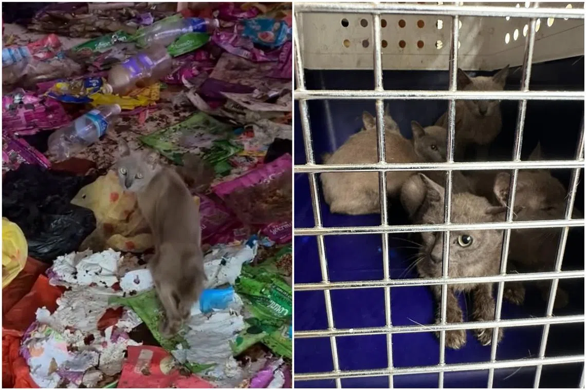 When authorities opened the suspected unit's door, a resident said there were "cats, rubbish, poo and pee everywhere".