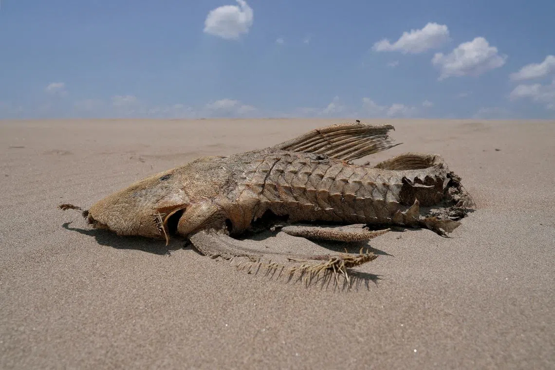 FILE PHOTO: A fish carcass is seen on a sandbank that emerged in the middle of the Solimoes River in the Amazon Basin, which is suffering from the worst drought on record, near Manacapuru, Amazonas state, Brazil September 20, 2024. REUTERS/Jorge Silva/File Photo