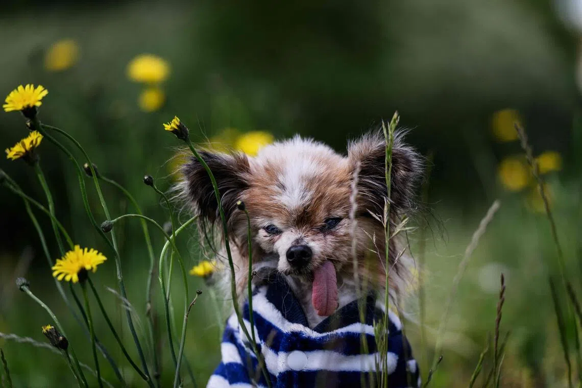 ‘World’s oldest dog’ contender dies in France aged 30