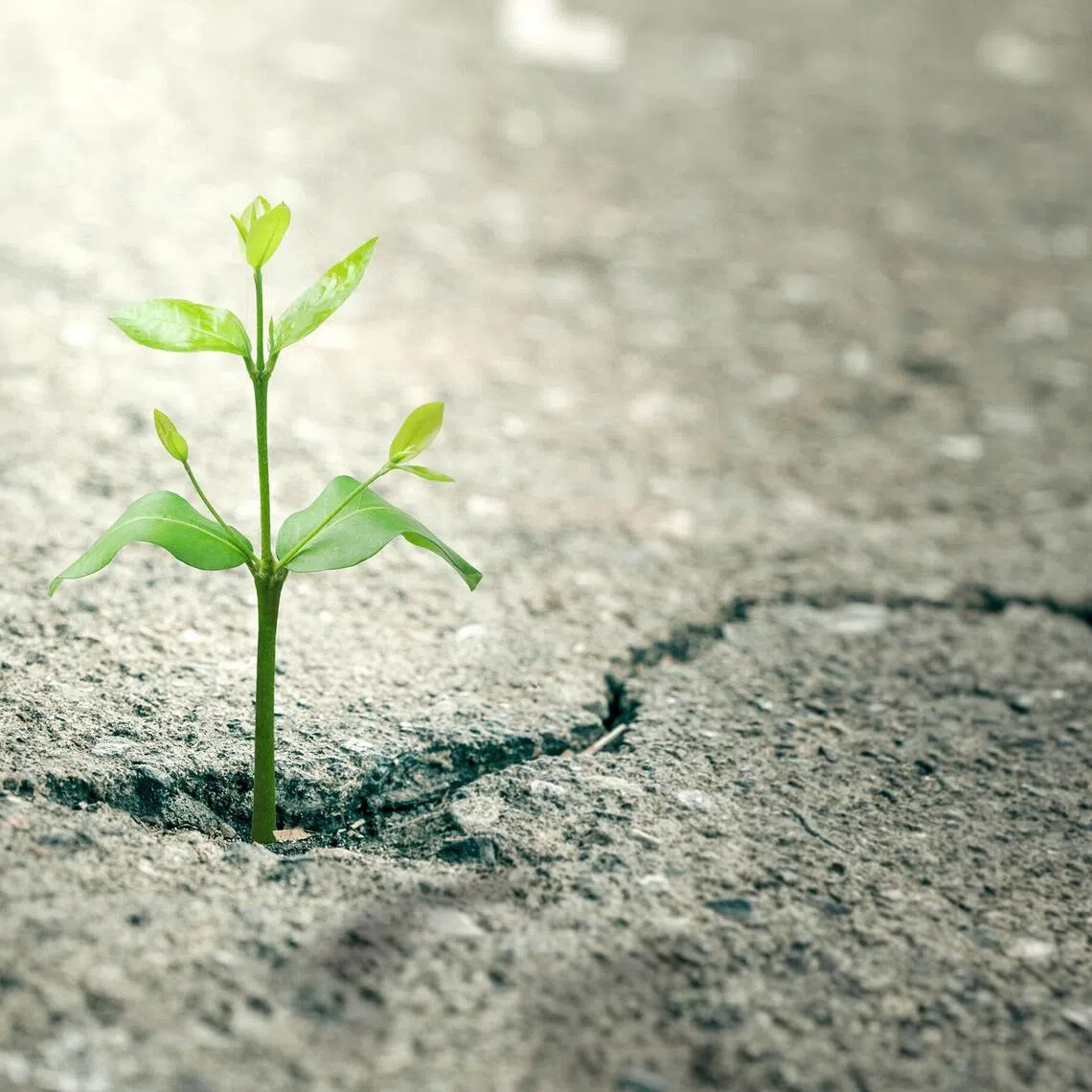 The meaning of life lies not in the endless pursuit of happiness, but in the contentment that comes from living a life that is useful to others, says the writer.