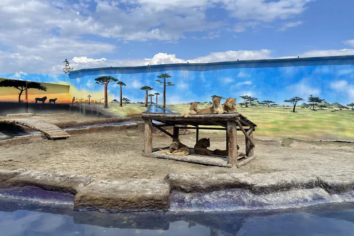 The lion escaped his enclosure at the Land of Lions animal theme park in Manavgat, near the Turkish resort of Antalya.