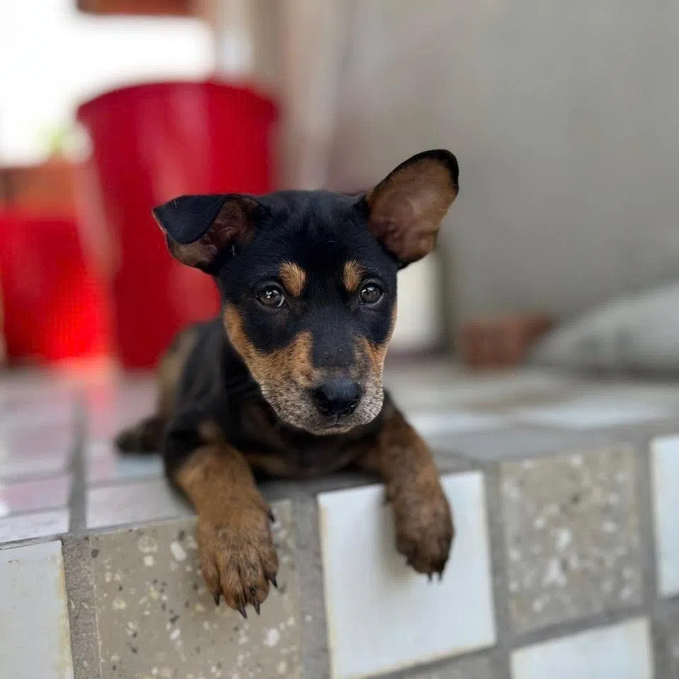 Barbecue, the four-month-old Phu Quoc Ridgeback named for his love of barbecued fish, takes a break from welcoming guests at Cosian Bay Resort in Phu Quoc, Vietnam's largest island. 