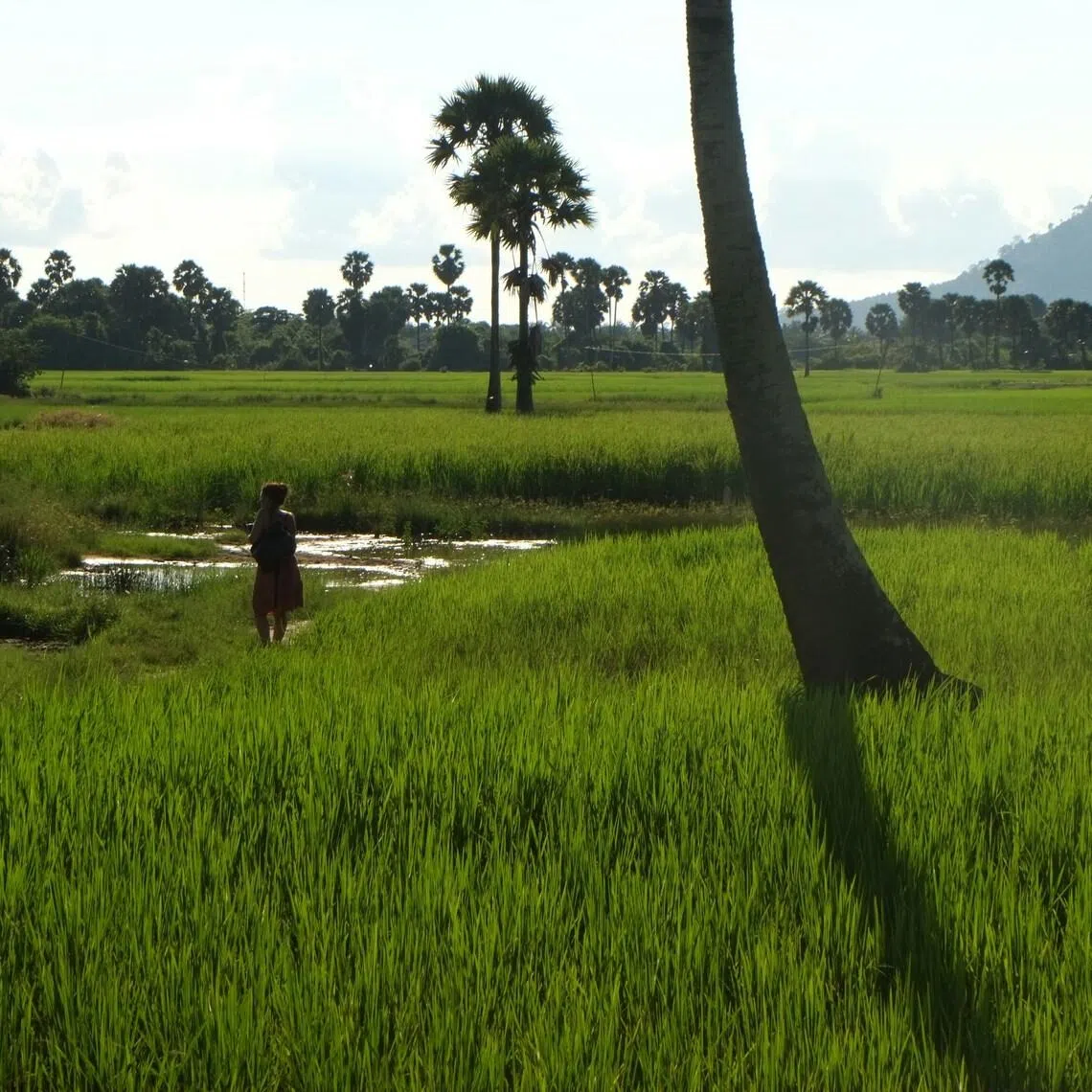 Under the memorandum of cooperation inked on April 10, the Cambodian government will support the sale of rice on mutually agreed terms upon request by Singapore’s government.