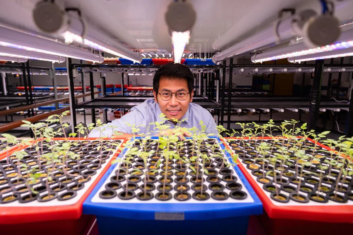 ST20240913_202492800562/ctnfarm11/Brian Teo/Cheryl Tan SW/Profile of Tomato Town Co-Founder Webster Tham, 34, with tomato seedlings in Tomato Town's germination room at Vidacity on September 13, 2024. ST PHOTO: BRIAN TEO.