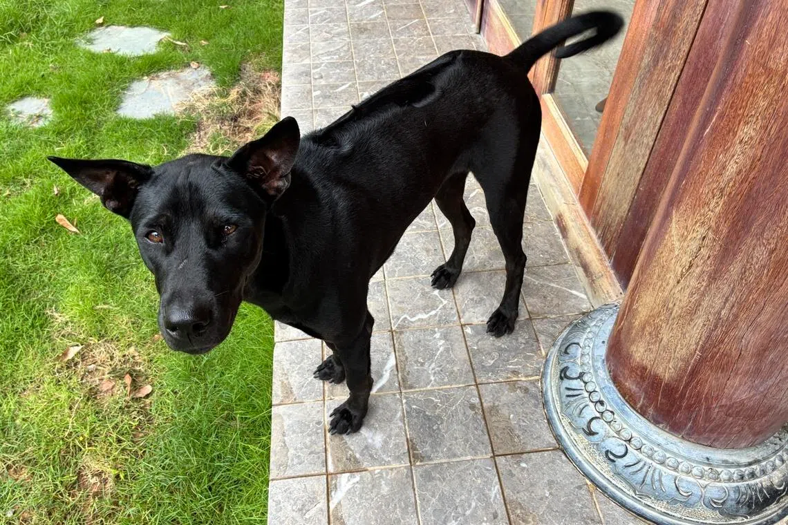 Phu Quoc Ridgebacks make excellent guard dogs, hunters and swimmers.