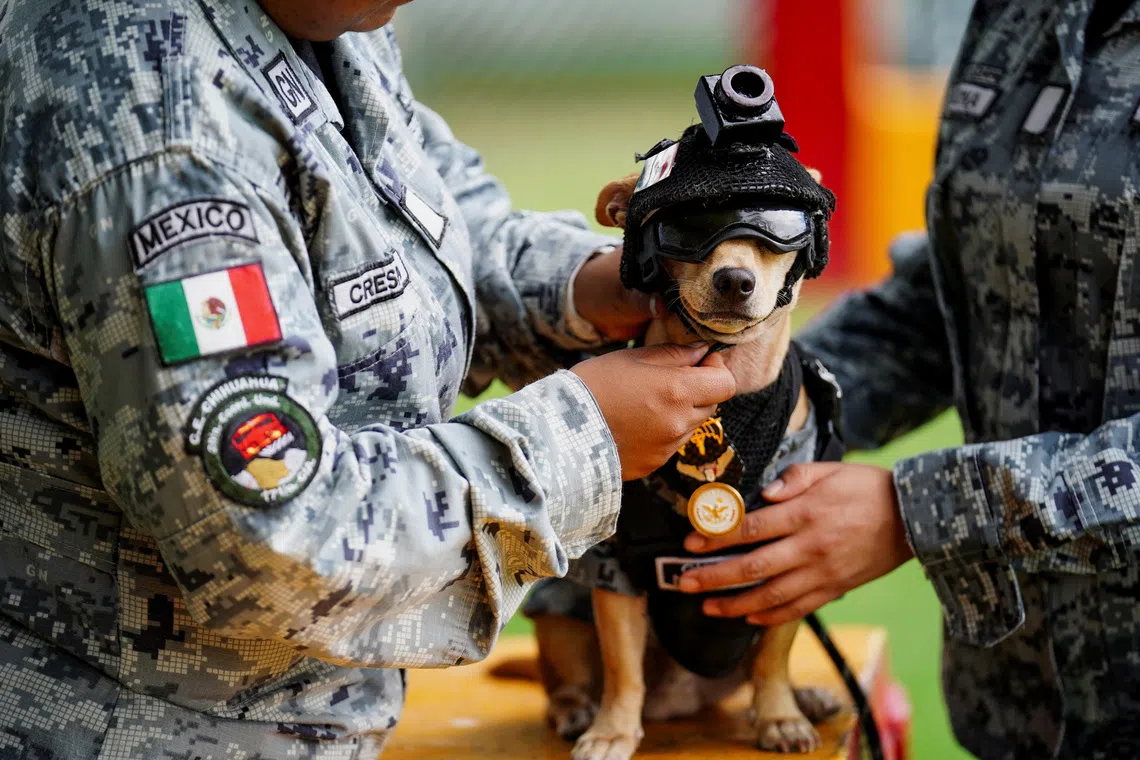 A member of the National Guard places a helmet on Comando, a Chihuahua adopted by Mexico's National Guard that has become one of the force's most recognizable public faces through appearances at ceremonies and community events, at a military base in Mexico City, Mexico, September 29, 2026. REUTERS/Toya Sarno Jordan TPX IMAGES OF THE DAY