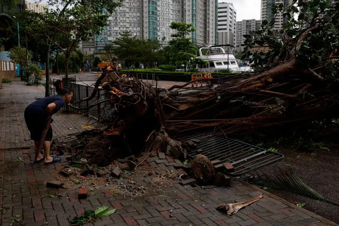 A man looks at fallen trees following Super Typhoon Saola, in Hong Kong, China September 2, 2023. REUTERS/Tyrone Siu