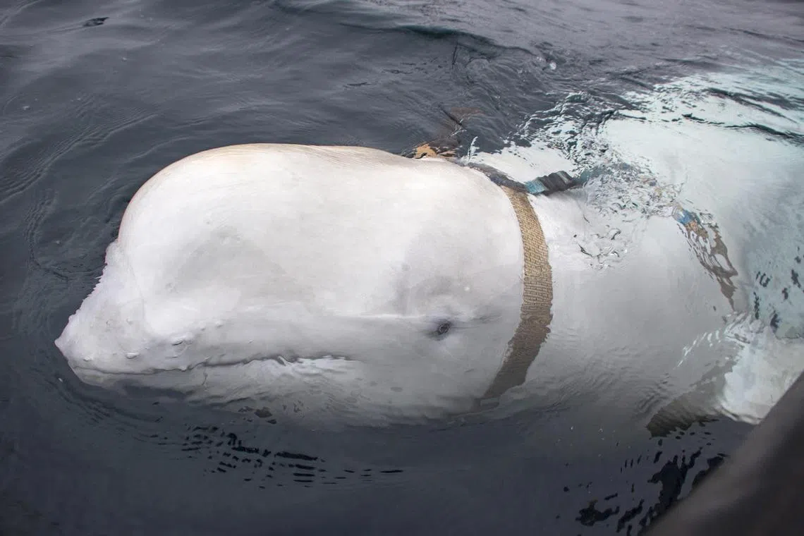"Hvaldimir" had an attached man-made harness with a camera mount when he first appeared in Norway's Arctic.