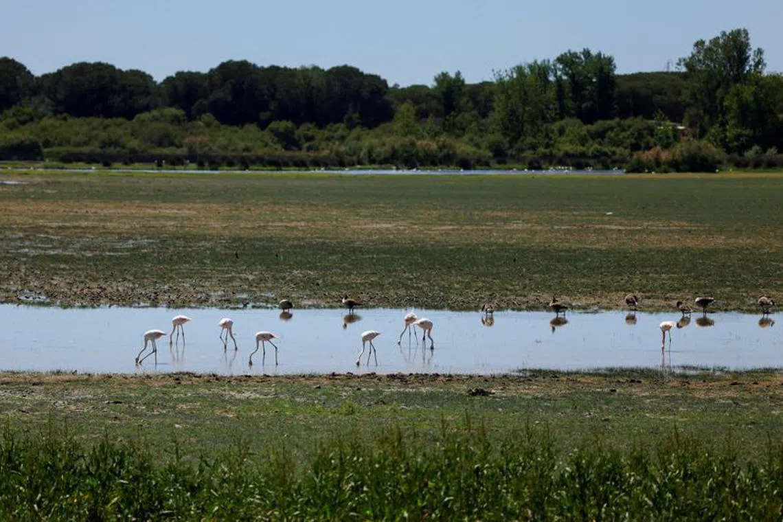 FILE PHOTO: Animals are pictured in marshes at Donana National Park, where drought has reduced water levels, in El Rocio village, Spain April 25, 2023. REUTERS/Marcelo del Pozo/File Photo