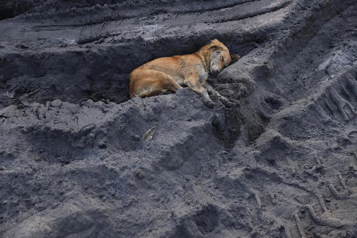 A dog sleeps on biomass ash, the residue left after combustion, on a road near dyeing units in Panipat, India.