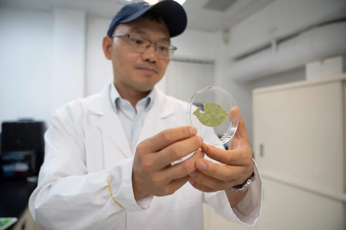 In this photo taken on September 20, 2024 conservation geneticist Peter Feng holds an incense tree leaf that has had a sample removed for DNA testing at Kadoorie Farm and Botanic Garden. A stone's throw from the city's bustling urban centre are forests home to trees that produce fragrant -- and valuable -- agarwood, used in high-end products from incense and perfume to traditional Chinese medicine. Environmentalists say poaching of the trees is on the rise in Hong Kong, fueled by black market demand in mainland China and abroad. (Photo by William PATTERSON / AFP) / TO GO WITH: Hong Kong-conservation-crime-trees, FOCUS William PATTERSON