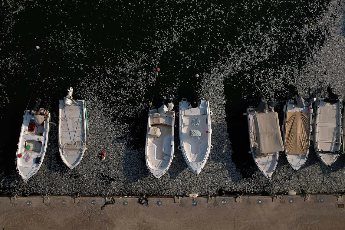 A man sitting in a boat as tonnes of dead fish have washed up in the port of Volos, Greece, Aug 28, 2024.