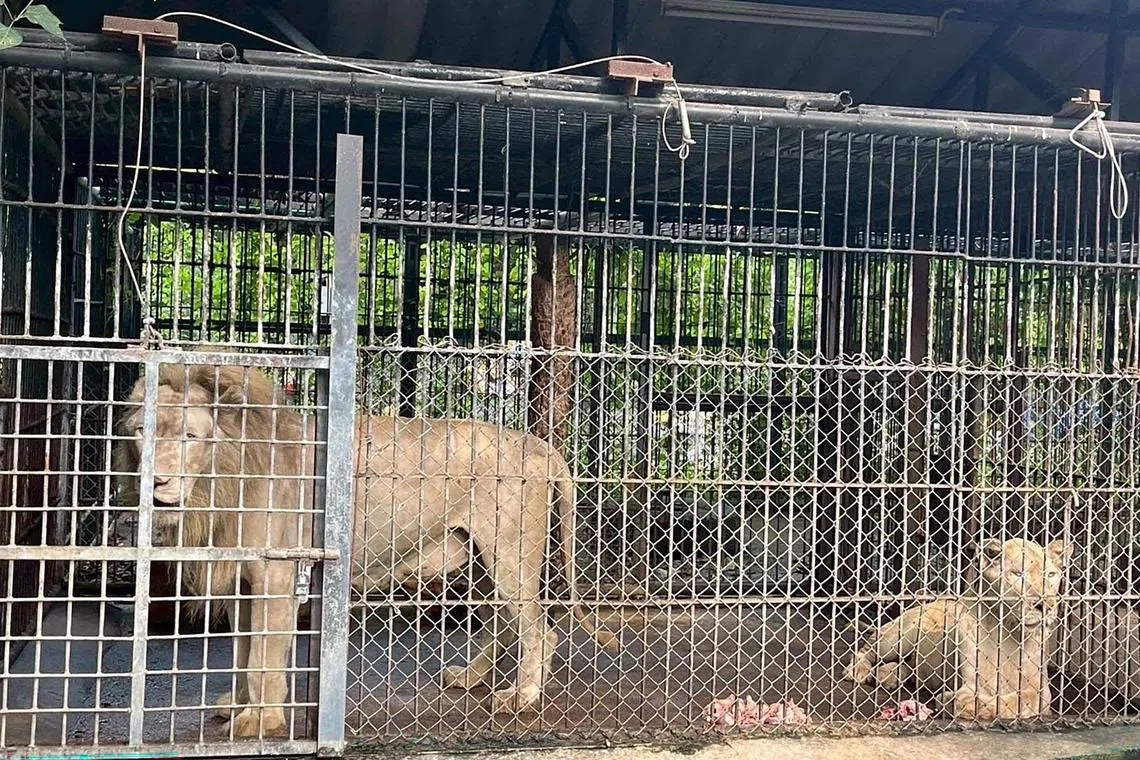 This handout photo taken on September 11, 2025 and released on September 12 by Thailand's Department of National Parks, Wildlife and Plant Conservation (DNP) shows lions involved in a fatal attack on a zookeeper looking on in an enclosure at the Safari World wildlife park in Bangkok. A Thai zoo has temporarily closed its predator zone after lions mauled a zookeeper to death, wildlife officials said September 12, as scrutiny on the park's animal treatment intensified. (Photo by Handout / Thailand's Department of National Parks, Wildlife and Plant Conservation (DNP) / AFP) / -----EDITORS NOTE --- RESTRICTED TO EDITORIAL USE - MANDATORY CREDIT "AFP PHOTO / Thailand's Department of National Parks, Wildlife and Plant Conservation (DNP) " - NO MARKETING - NO ADVERTISING CAMPAIGNS - DISTRIBUTED AS A SERVICE TO CLIENT