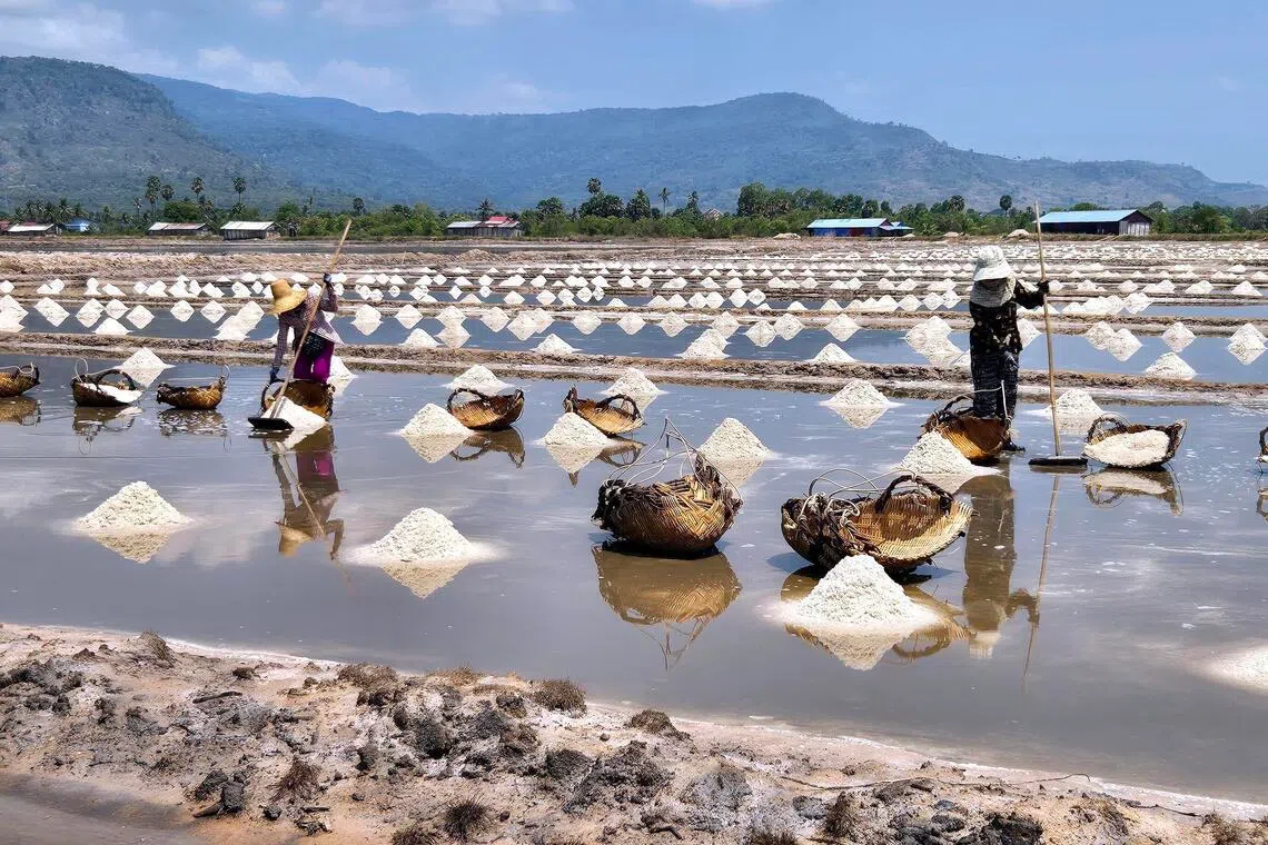 At Boeung Tuk salt farm in Kampot, women covered in hats and scarves toil in the sun to harvest heaps of salt. The salt is sold domestically and also to overseas markets.