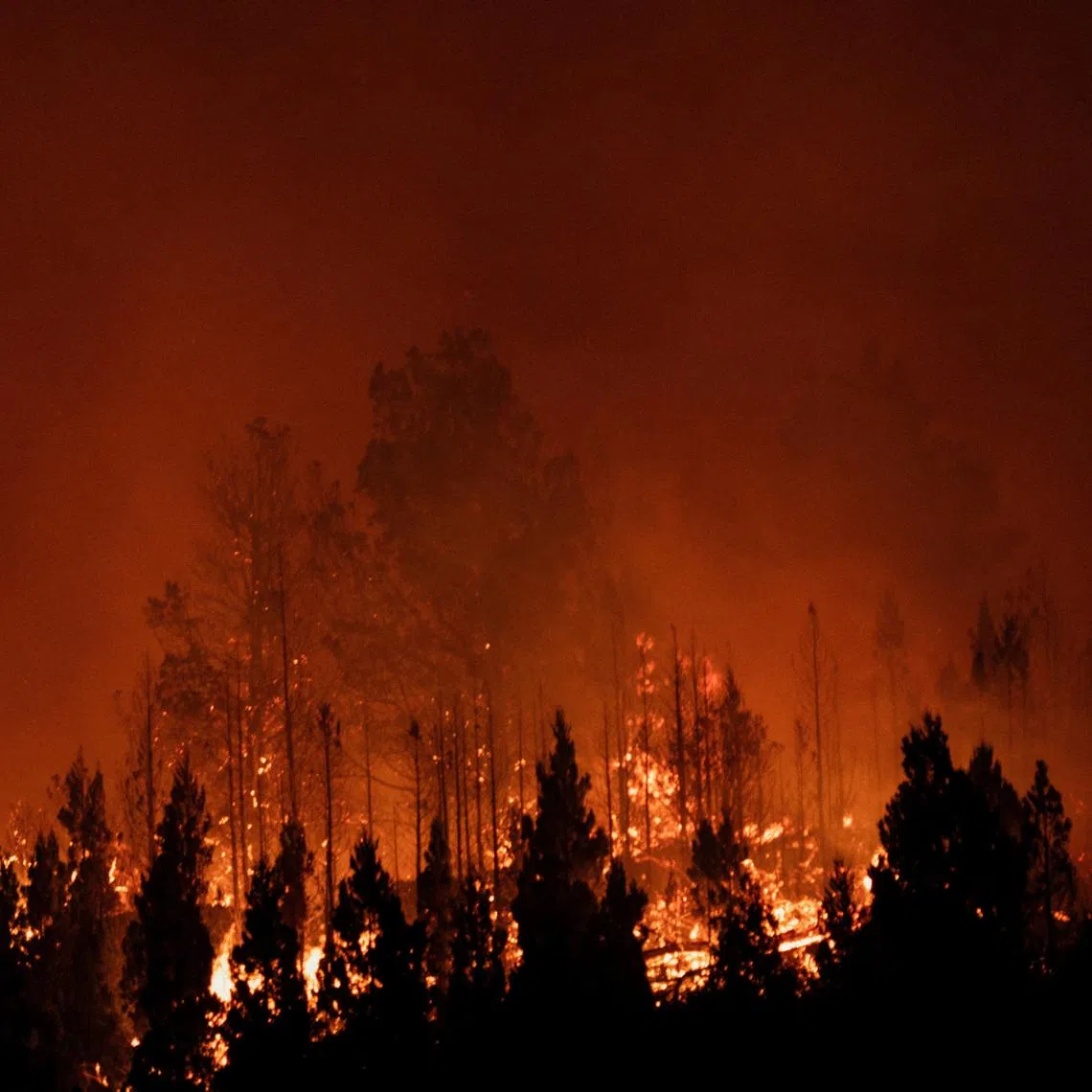 FILE PHOTO: Trees burn during a wildfire in Epuyen, in the Patagonian province of Chubut, Argentina, February 1, 2026. REUTERS/Gonzalo Keogan/File Photo